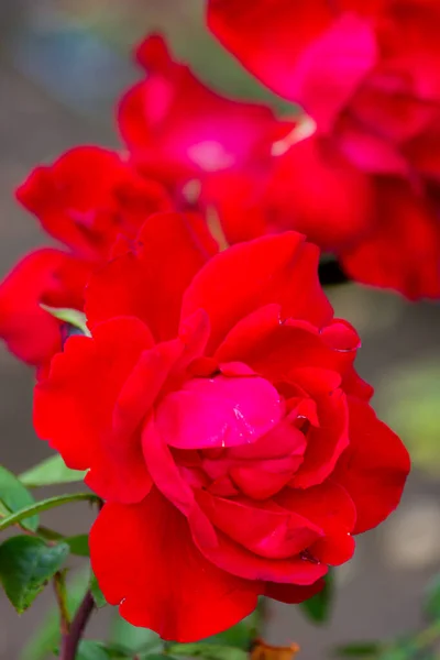 Rosas Vermelhas Jardim Depois Chuva Close Escarlate — Fotografia de Stock