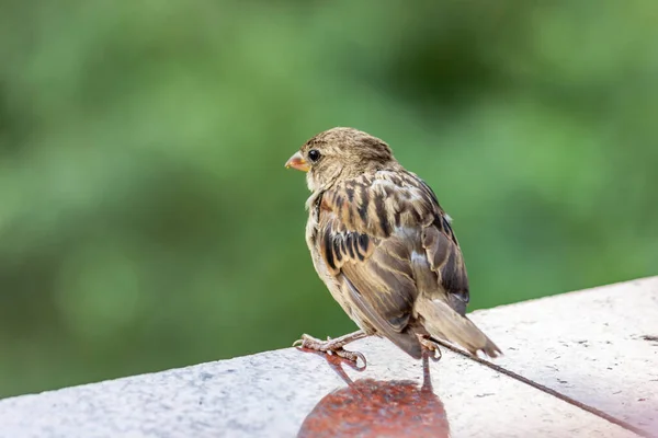 Moineau Domestique Mâle Cet Oiseau Trouve Europe Asie Oiseau Prélasse — Photo