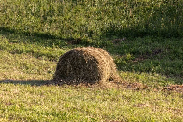 Haystack Vacas Cavalos Contexto Céu Azul Cortado Grama Seca Uma — Fotografia de Stock