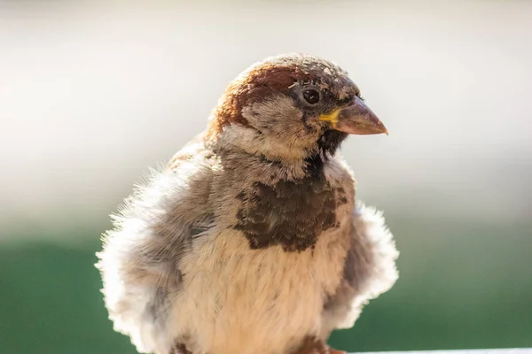 男の家はスズメ この鳥はヨーロッパとアジアで見られる 鳥は太陽の下で日光浴をしている — ストック写真