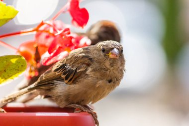 Erkek serçe. Bu kuş Avrupa ve Asya 'da bulunur. Kuş güneşin tadını çıkartıyor. Begonya çiçeklerinde.