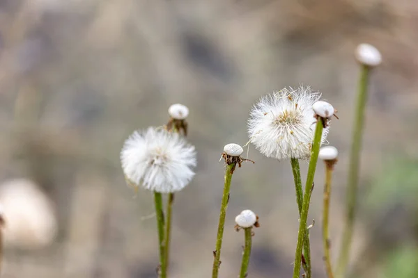 Karahindibalar Yakın Plan Çiçek Tohumları Sonbahar — Stok fotoğraf