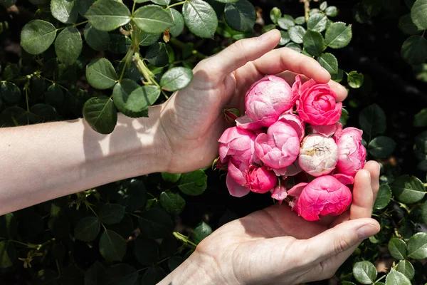 Rosas Rosadas Jardín Después Lluvia Primer Plano Flores Las Manos — Foto de Stock