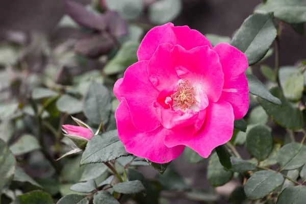 Rosas Rosadas Jardín Después Lluvia Primer Plano — Foto de Stock