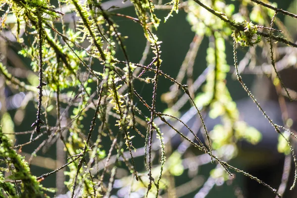 Ramas Árboles Musgo Bosque Con Rayos Sol Moss Las Ramas —  Fotos de Stock