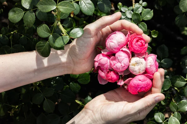 Rosas Rosadas Jardín Después Lluvia Primer Plano Flores Las Manos — Foto de Stock