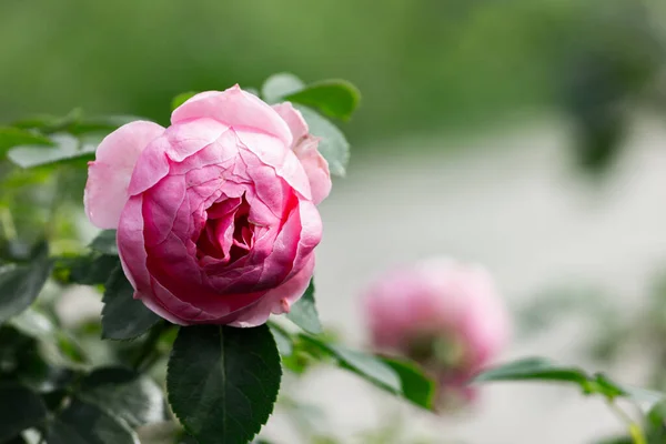 Рожеві Троянди Саду Після Дощу Крупним Планом — стокове фото