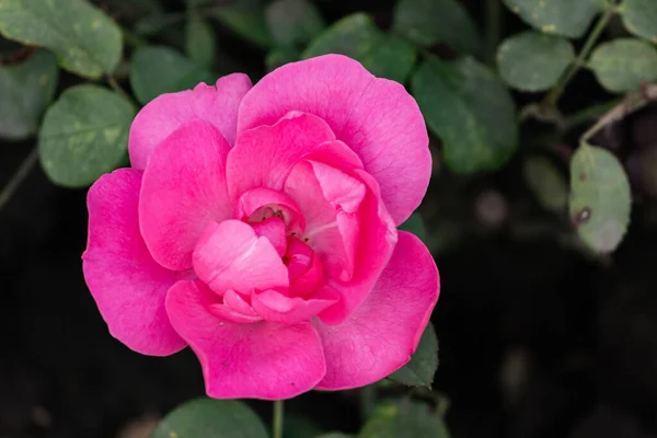 Rosas Cor Rosa Jardim Depois Chuva Close — Fotografia de Stock