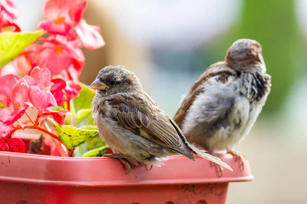 Erkek serçe. Bu kuş Avrupa ve Asya 'da bulunur. Kuş güneşin tadını çıkartıyor. Begonya çiçeklerinde.