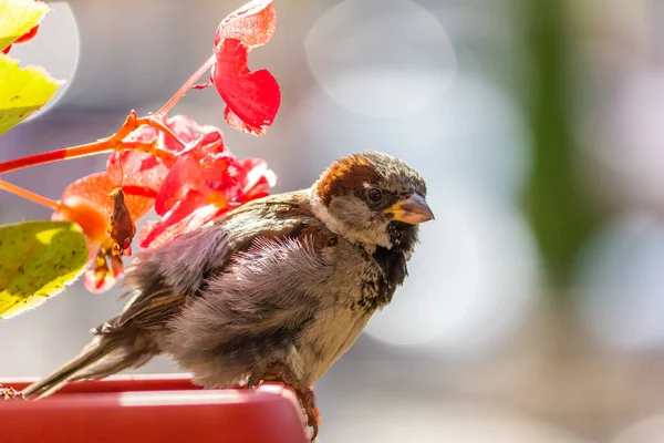 Moineau Domestique Mâle Cet Oiseau Trouve Europe Asie Oiseau Prélasse — Photo