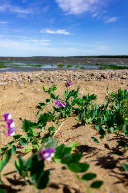 Saint Petersburg, Kronshtat. Baharda Finlandiya Körfezi.