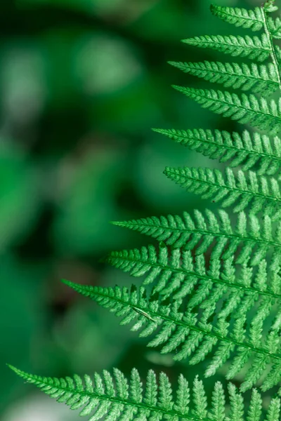 Fern Skogen Närbild Bakgrund Till Bladen — Stockfoto