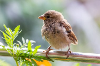 Erkek serçe. Bu kuş Avrupa ve Asya 'da bulunur. Kuş güneşte güneşleniyor..