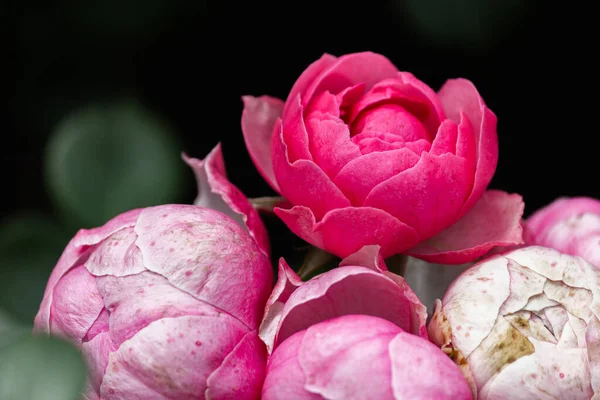 Rosas Rosadas Jardín Después Lluvia Primer Plano — Foto de Stock