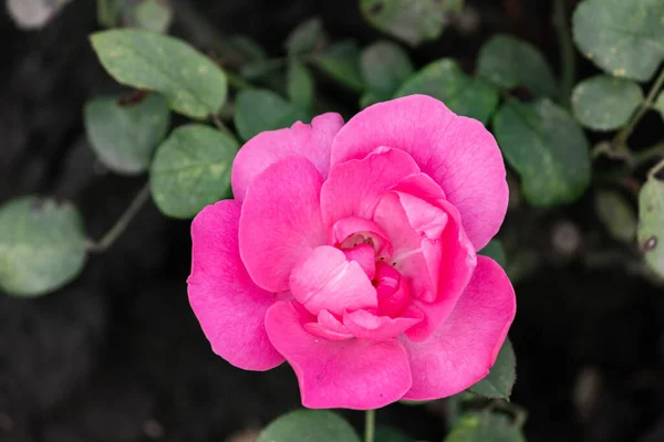 Rosas Cor Rosa Jardim Depois Chuva Close — Fotografia de Stock