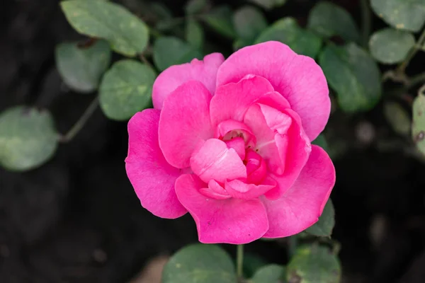 Rosas Cor Rosa Jardim Depois Chuva Close — Fotografia de Stock