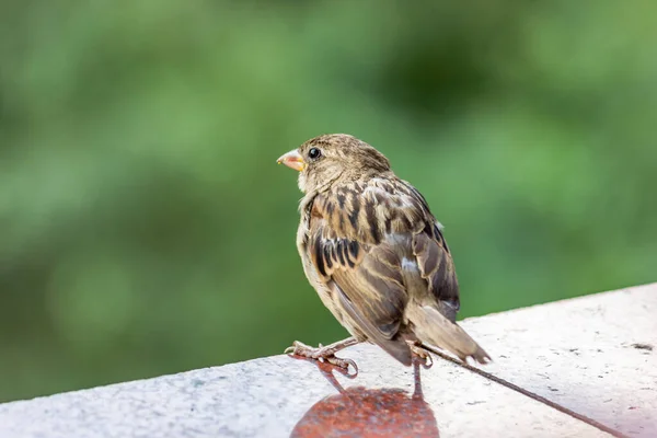 Moineau Domestique Mâle Cet Oiseau Trouve Europe Asie Oiseau Prélasse — Photo