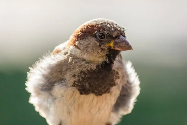 Erkek Serçe Kuş Avrupa Asya Bulunur Kuş Güneşte Güneşleniyor — Stok fotoğraf
