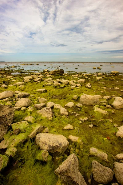 Sint Petersburg Winterpaleis Baai Meeuwen Het Moeras Baai — Stockfoto