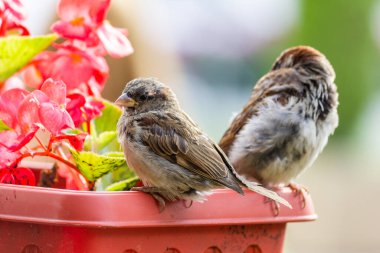 Erkek serçe. Bu kuş Avrupa ve Asya 'da bulunur. Kuş güneşin tadını çıkartıyor. Begonya çiçeklerinde.