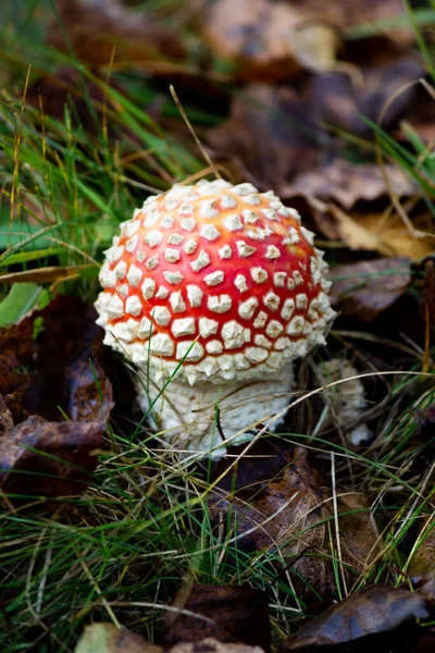 플라잉 Fly Agaric Amanta 타과에 속하는 균뿌리 Mycorrhizal Lamellar 균류의 — 스톡 사진