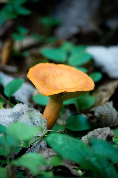 Asclépiade Est Champignon Genre Millechnik Famille Des Russula Comestibles Conditionnellement — Photo