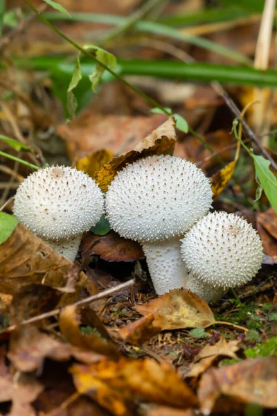 Mushroom Raincoat Рід Грибів Родини Шампанських Раніше Належав Родини Дощовиків — стокове фото