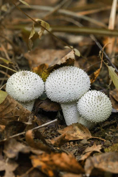 Champignon Imperméable Genre Champignons Famille Des Champignons Appartenait Autrefois Famille — Photo