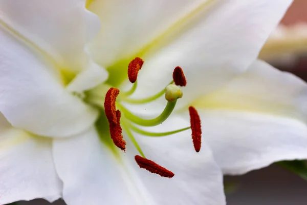 Lily Lily Garden Cottage Large White Lilies — Stock Photo, Image