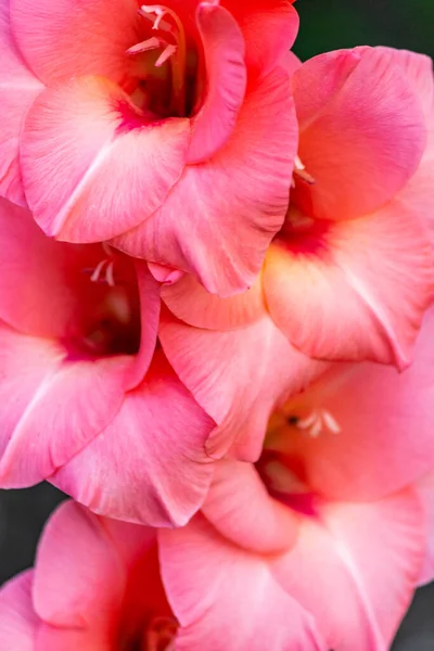 Розовый Гладиолус — стоковое фото