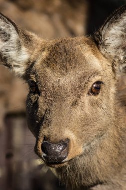 Hayvanat bahçesindeki genç geyik yaklaşıyor. Kuşhanede Hayvanlar