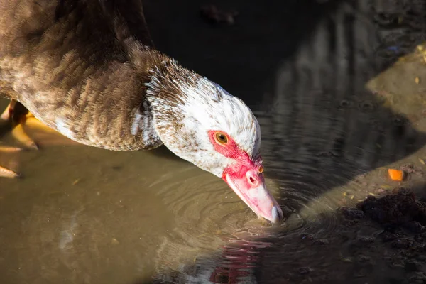 A brown duck drinks water from a puddle. Agriculture. Pets.