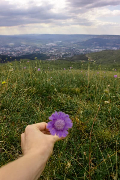 Pohled Kavkazské Hory Květinách Při Západu Slunce — Stock fotografie