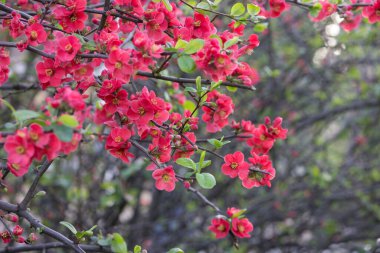Ayva çiçeği bir çalılığa yakın çekim. Bahar ağaçları..