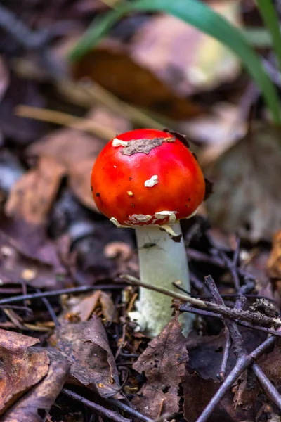 Fly Agaric Amanta Ett Släkte Mykorrhizal Lamellära Svampar Familjen Amanitaceae — Stockfoto