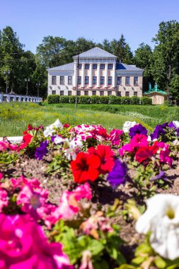 Çirkin. Yaroslavl bölgesi. Çirkin Kremlin. Şehir konseyinin arka planında menekşeler.