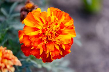 Kadife çiçekleri (Tagetes erecta, Meksika kadife çiçekleri, Aztek kadife çiçekleri, Afrika kadife çiçekleri) bahçeye yakın çekim