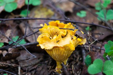 Chanterelle ya da gerçek chanterelle, Chanterelle familyasından bir mantar türüdür..