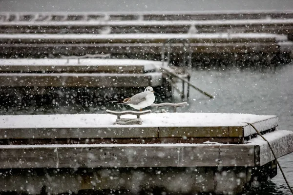 Bir martı dubada oturuyor, Karadeniz 'de kar yağıyor.