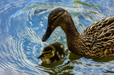 Yaban ördeği yavrusu. Gölde ördek yavruları olan Mallard dişisi..