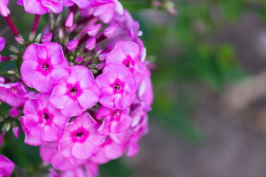 Phlox, Sinyukhovye familyasından bir bitki cinsidir..