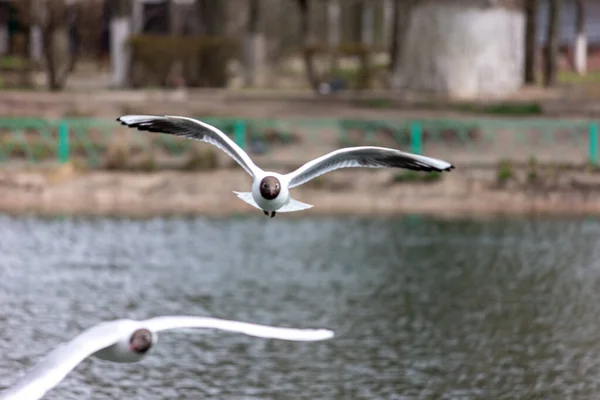 Gaivota Cabeça Preta Voa Cidade Acima Lago — Fotografia de Stock