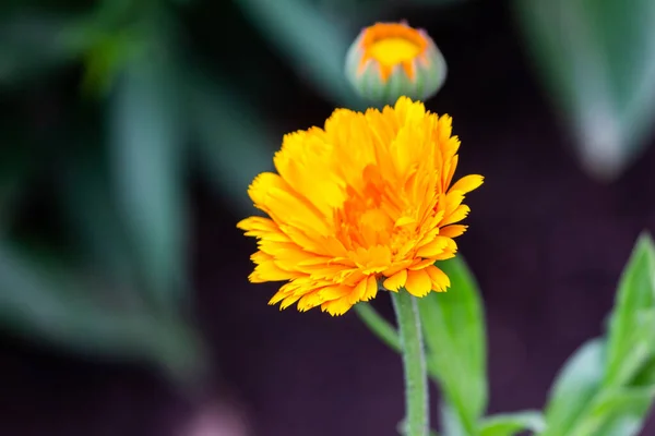 Marigolds Tagetes Erecta Mexikanska Ringblommor Aztekiska Ringblommor Afrikanska Ringblommor Närbild — Stockfoto