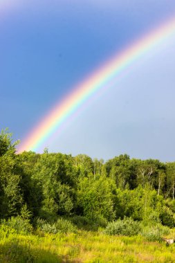 Yazın gökkuşağı, karışık orman, bulutlu gökyüzü ve açık gökkuşağı renkleri, orman yolu. Doğa manzarası. Yağmurdan sonra gökkuşağı renkleri. Yağmur bulutları.