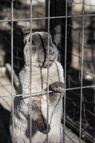 Hare Cage Gray Black Rabbit Aviary Zoo — Stock Photo, Image