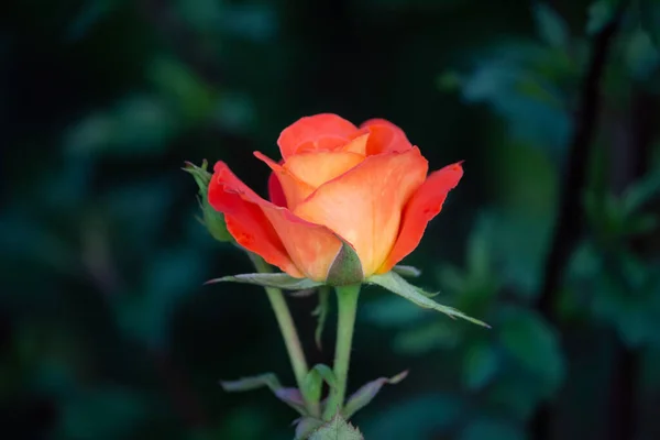 Róża Jasnopomarańczowy Kolor Zbliżenie Ogrodzie — Zdjęcie stockowe
