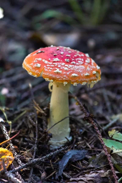 Fly Agaric Amanta Είναι Ένα Γένος Μυκορριζικών Αμυγδαλωδών Μυκήτων Της — Φωτογραφία Αρχείου