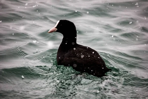 Die Blässenente Schwimmt Winter Auf Den Wellen Des Schwarzen Meeres — Stockfoto