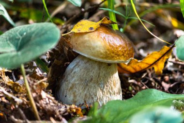 Beyaz mantar ya da boletus - Borovik cinsinden bir mantar.