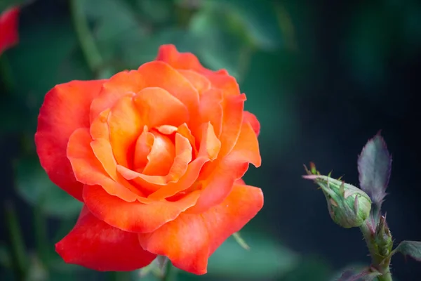 Rose Couleur Orange Vif Gros Plan Dans Jardin — Photo